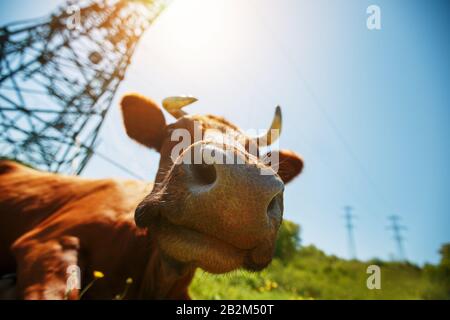 Una mucca si trova su un prato verde e sorride, contro la linea di linee elettriche della sottostazione, una giornata di sole. Primo piano Foto Stock