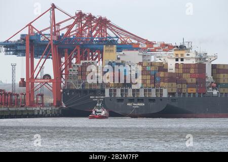 Amburgo, Germania. 17th Feb, 2020. La nave container MSC Maureen parte dal terminal container Eurogate ed è manovrata con un rimorchiatore, Hamburg Waltershof 17 febbraio 2020. | utilizzo credito mondiale: DPA/Alamy Live News Foto Stock