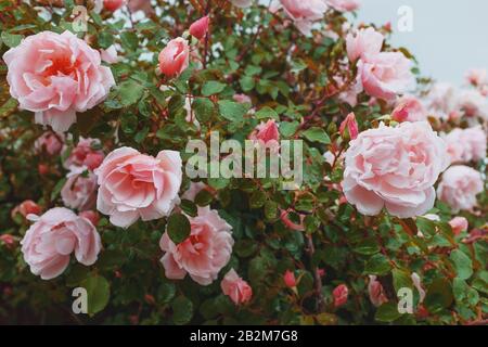 Le rose rosa crescono su un cespuglio in condizioni naturali, con gocce di pioggia sui petali. Contrasto morbido, sfondo di primo piano. Foto Stock