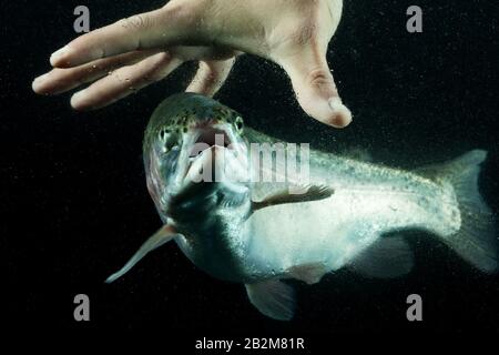Pesca Alla Trota Con Bear Hand Aquarium Shot Foto Stock