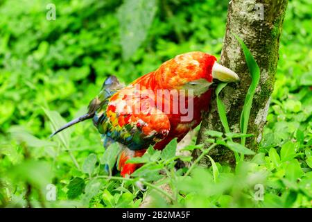 Lo Scarlet Macaw È Un Grande E Colorato Macaw È Native To Umido Perennial Wood Nella American Tropical Range Si Estende Da Extreme South Eastern Mex Foto Stock