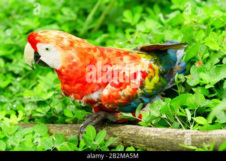 Lo Scarlet Macaw È Un Grande E Colorato Macaw È Nativo A Umido Foreste Evergreen Nella Catena Tropicale Americana Si Estende Da Extreme South Eastern M. Foto Stock