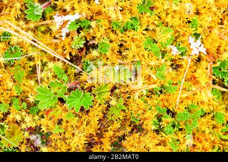 Una vista ravvicinata dettagliata di una fitta copertura del terreno composta principalmente da muschio giallo-arancione luminoso intervallato da piccole piante verdi a foglia. Il muschio ha una trama fine e piuma, mentre il verde Foto Stock