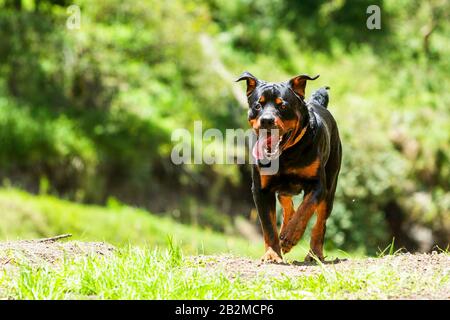 Alcuni cani piace correre libero questo è un Super educati cane che ha vinto il diritto di essere Off guinzaglio Foto Stock