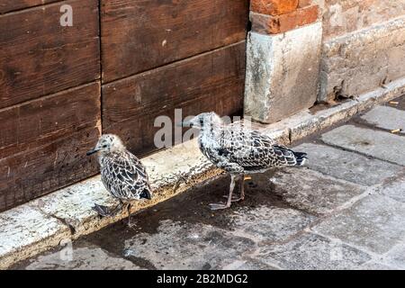 Gabbiano con cazzo per le strade di Venezia, Italia. Foto Stock