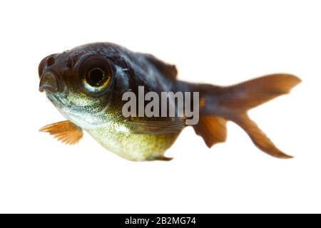 Telescopio malati Goldfish rfi si può osservare il cotone come fungo dietro il suo occhio Foto Stock