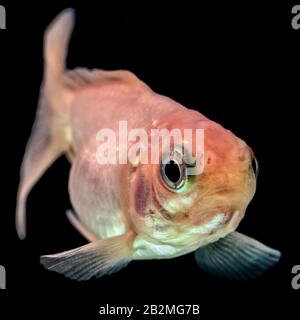 Cometa bianco Goldfish Fry isolato su nero Foto Stock