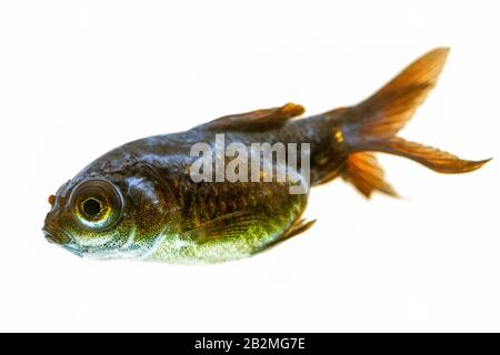 Magnifier Malato Goldfish Roast Si Può Osservare Il Cotton Come Il Batterio Dietro Il Suo Eyeball Foto Stock