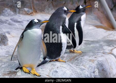 Tre pinguini sulle pietre al bordo si preparano a tuffarsi nel mare Foto Stock