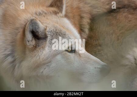 Primo piano ritratto di un bel lupo occidentale ambra nascosto Foto Stock