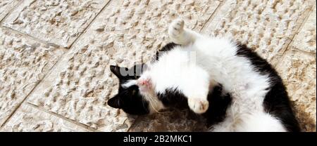Un banner di dimensioni computer mostra un gatto bianco e nero carino che rotola su un pavimento bianco al sole. Foto Stock
