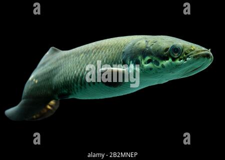 Giovane Arapaima Leptosoma Underwater Aquarium Shot Foto Stock