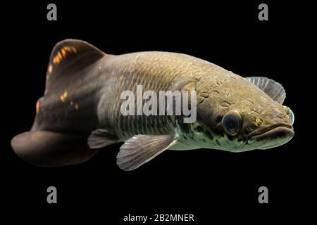 Giovane Arapaima Leptosoma Underwater Aquarium Shot Foto Stock