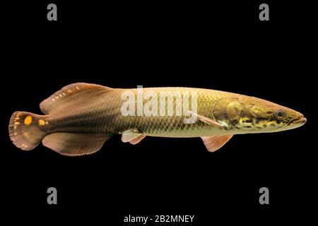 I capretti Arapaima Leptosoma acquario subacqueo Shot Foto Stock