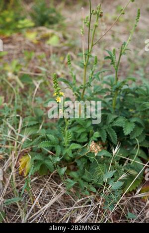 Agrimonia eupatoria foglie fresche di fiori Foto Stock