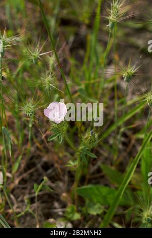 Fiori rosa chiaro della pianta di Althea hirsuta Foto Stock