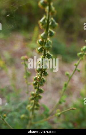 Agrimonia eupatoria foglie fresche di fiori Foto Stock