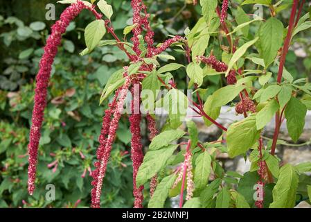 Infiorescenza pendente rossa della pianta di Amaranthus caudatus Foto Stock