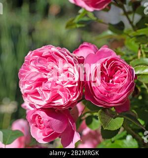 Fiorire rose nobili nel giardino Foto Stock