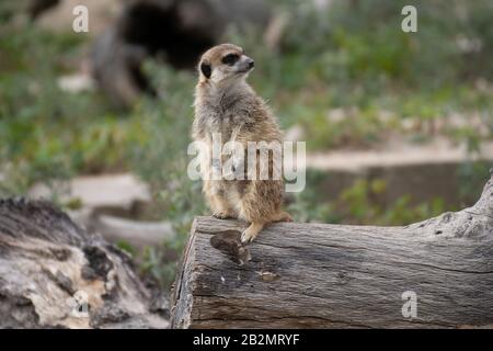 Ritratto un bel meerkat su avviso su un log Foto Stock