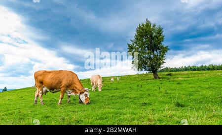 Mucche su un prato di montagna, Pieniny, Polonia Foto Stock