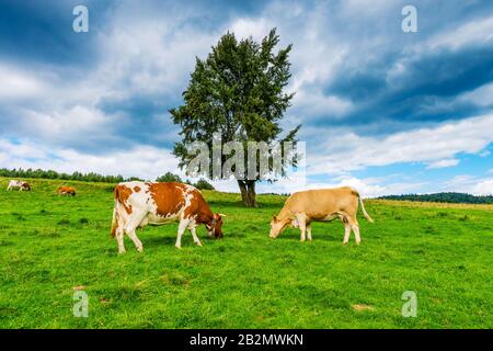 Mucche su un prato di montagna, Pieniny, Polonia Foto Stock