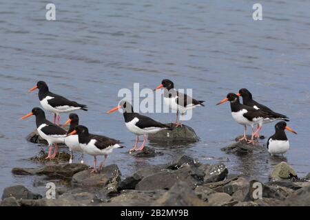 Fock di ostriche pied comuni / ostriche eurasiche (Haematopus ostraegus) che riposano sulla spiaggia con l'alta marea Foto Stock