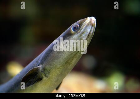 Anguilla europea (Anguilla anguilla / Muraena anguilla) nuoto sott'acqua Foto Stock