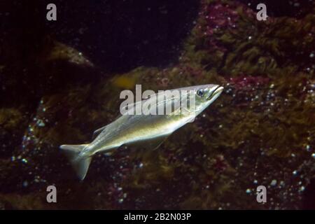 Merluzzo giallo Atlantico / Pollock europeo / Pollachius pollamo Atlantico / Pollachius pollamo europeo (Pollachius pollchius / Gadus pollchius) nuoto sott'acqua Foto Stock