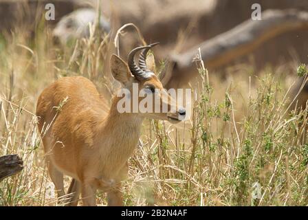 BOHOR Reedbuck, un raro residente nel Parco Nazionale Tarangire della Tanzania Foto Stock