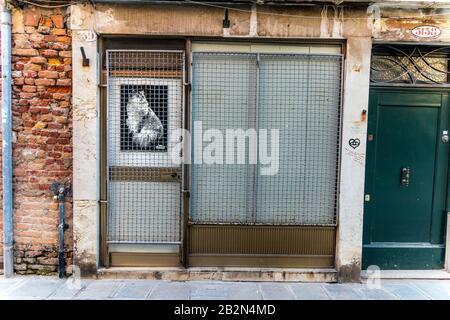 Immagine di un gatto su una porta di negozio, Venezia, Italia Foto Stock