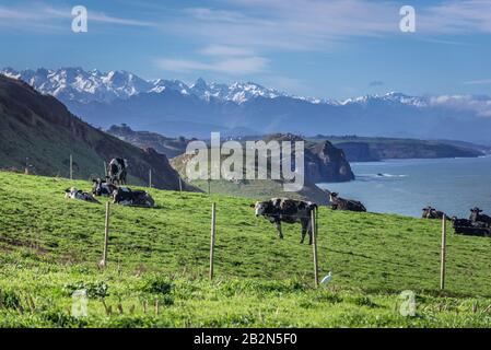 Mucche in un prato vicino alla spiaggia di Santa Justa, villaggio Ubiarco in comune di Santillana del Mar, Cantabria regione, Spagna Foto Stock