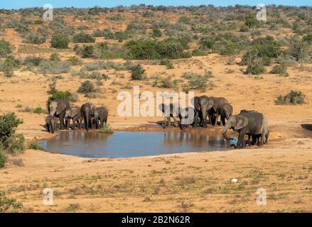 Mandria di elefante africano che si rinfresca in una poca d'acqua nel paesaggio arido dell'Addo Elephant National Park, Capo Orientale, Sud Africa Foto Stock