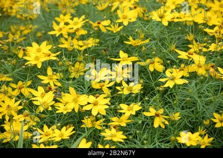 Coperta di fiori di tickseed gialli nella Virginia del Nord Foto Stock