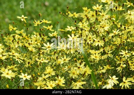 Coperta di fiori di tickseed gialli nella Virginia del Nord Foto Stock