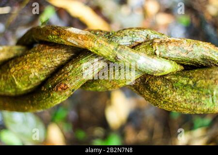 Vista ravvicinata di piante spesse intrecciate con una struttura intrecciata o intrecciata. Le viti sono ricoperte di muschio verde e presentano corteccia ruvida e intemprata con macchie di marrone e grigio. Il Foto Stock