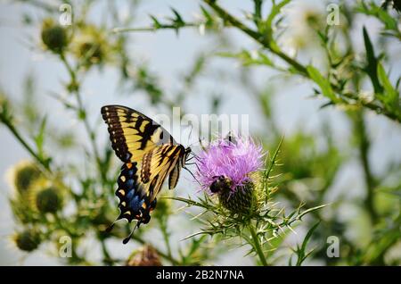 Femmina giallo e nero tigre orientale swallowtail sips nettare da un thistle spinoso Foto Stock