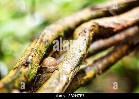Vista ravvicinata di piccoli funghi marrone chiaro con delicate branchie che emergono tra rami di alberi intrecciati e ricoperti di muschio. I rami sono strutturati con macchie di muschio verde e lichene Foto Stock
