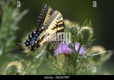 Femmina giallo e nero tigre orientale swallowtail sips nettare da un thistle spinoso Foto Stock