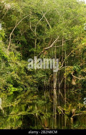 Tema Giungla Amazzonica Con Fitta Vegetazione In Luce Del Giorno Foto Stock