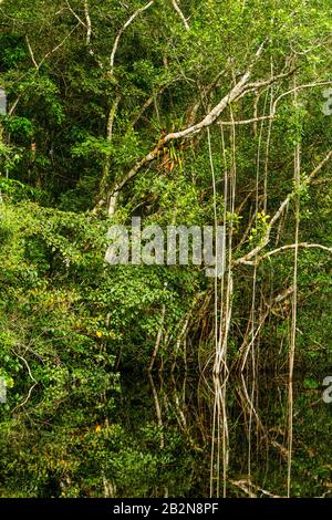 Amazonian Forestry Idea Con Fitta Vegetazione In Luce Del Giorno Foto Stock