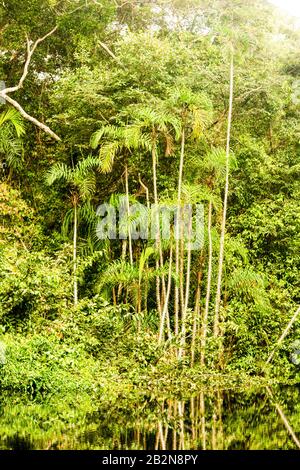 Una fitta giungla tropicale caratterizzata da un gruppo di palme alte e sottili con fronde piume che crescono lungo il bordo di un fiume calmo e scuro. L'acqua ferma riflette il verde fogliame e l'albero Foto Stock