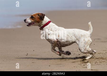Allegro Dog Race A Full Sped Sul Mare Foto Stock