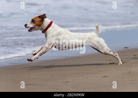 Allegro Cane Che Corre A Pieno Sped Sul Mare Foto Stock