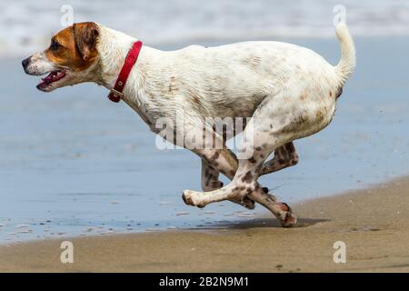 Allegro Dog Run A Full Sped Sulla Spiaggia Foto Stock