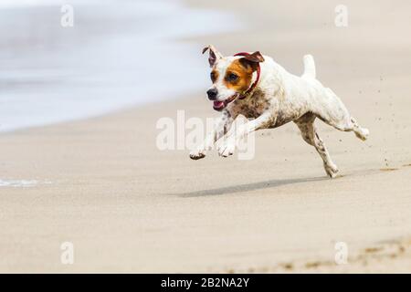 Allegro Cane Che Corre A Pieno Sped Sulla Riva Foto Stock