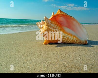 Conchiglia regina sulla spiaggia Foto Stock