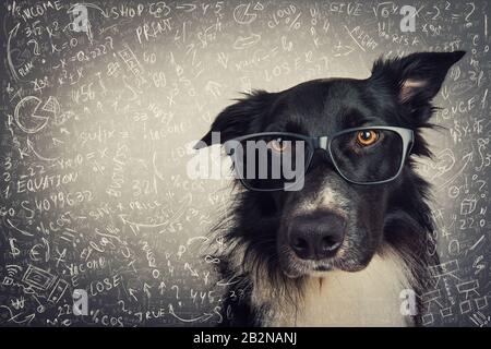 Primo piano ritratto di cane pensieroso indossare occhiali. Bordo rosso scuro Collie nerd su sfondo grigio risoluzione di calcoli matematici duri e equatio Foto Stock