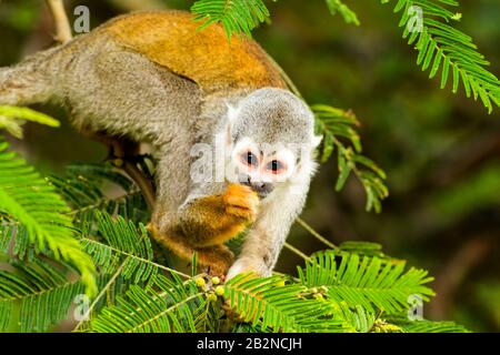 Adulto Scimmia di scoiattolo nella foresta pluviale ecuadoriana alla ricerca di cibo Foto Stock