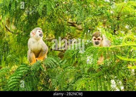 Maschio e femmina scimmie scoiattolo nella foresta pluviale ecuadoriana Foto Stock
